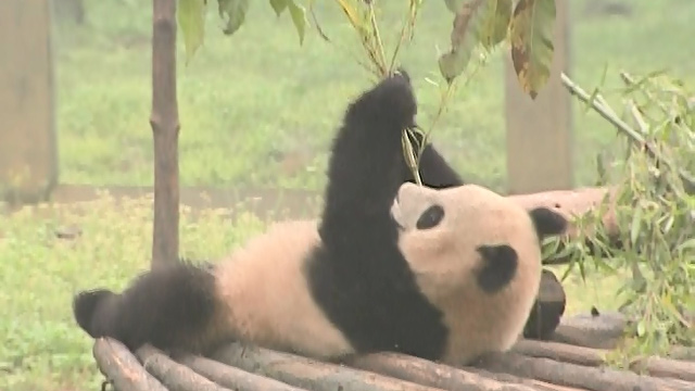 Seattle's Sister Cities: Chongqing, China Seattle's Sister Cities: Chongqing, China