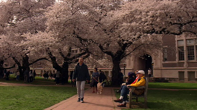 CityStream: Cherry Blossoms