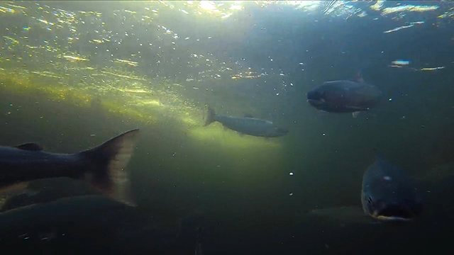 Stories from the Salish Sea: Salmon in the City