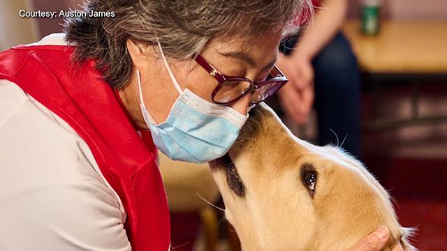 When healing comes with a wagging tail on Explore Videos Page When healing comes with a wagging tail