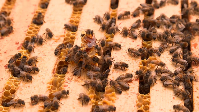 Look, Listen and Learn: You're the Bee's Knees on Explore Videos Page Look, Listen and Learn: You're the Bee's Knees