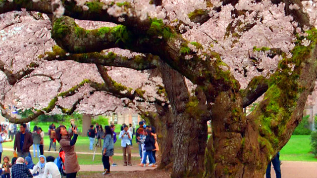 CityStream: Cherry Blossoms History