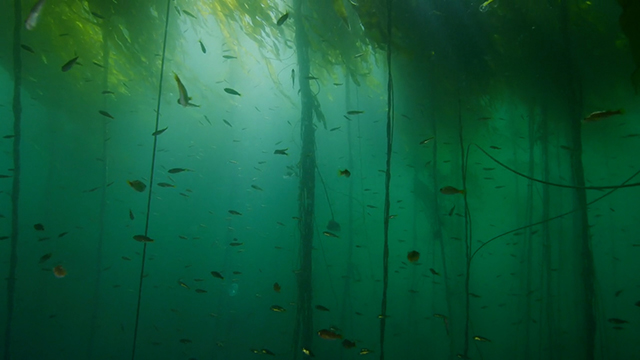 Stories from the Salish Sea: The Kelp Highway