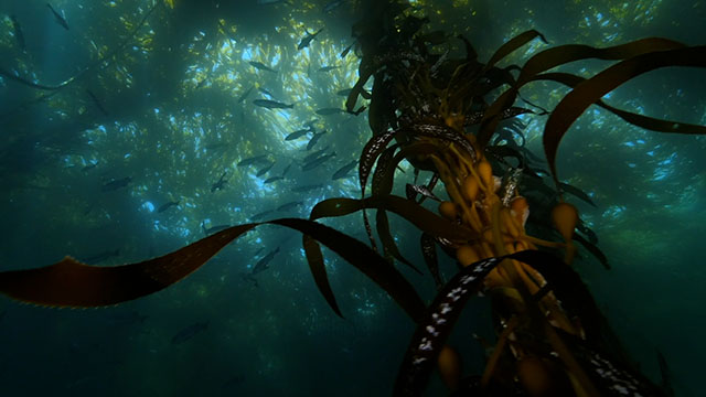 Port of Seattle & Seattle Aquarium team up to study kelp 