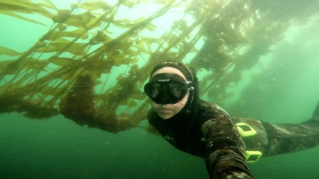 Restoring the Kelp Forests of Puget Sound