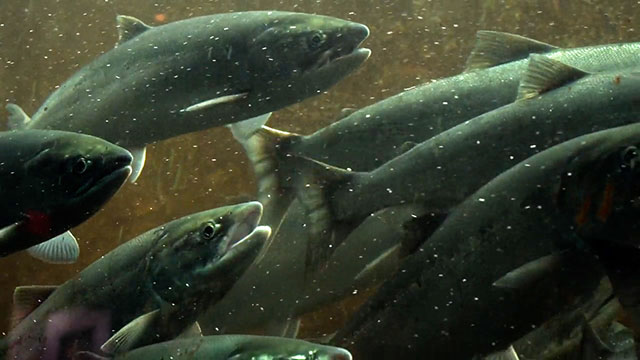The Salmon People’s Struggle to Survive