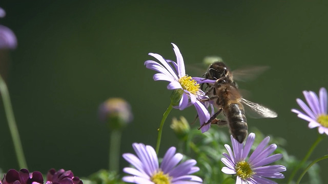 What's all the buzz about bees?