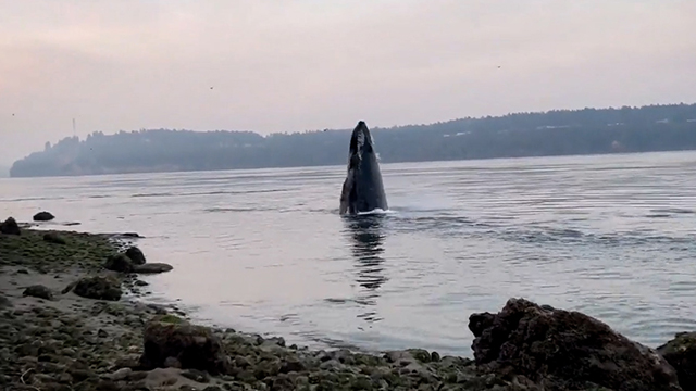 CityStream: Humpback Whales Return