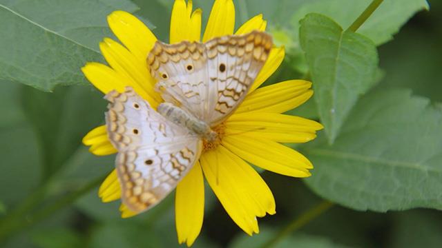 Bringing a rare local butterfly back from the brink
