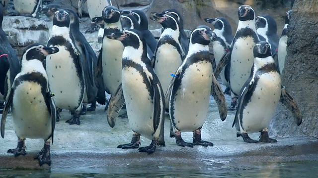 Aging Animals, Building Trust & Applauding Our Heroes on Explore Videos Page CityStream: Aging Animals, Building Trust & Applauding Our Heroes